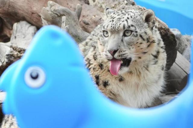 从雪山到街头：解码西宁「雪豹之都」IP打造的技术路径与生态经济新范式 文化旅游